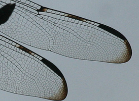Bar-winged Skimmer